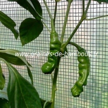 Piment penis 1