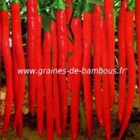 Piment cayenne rouge long slim