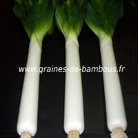 Poireau geant de suisse graines