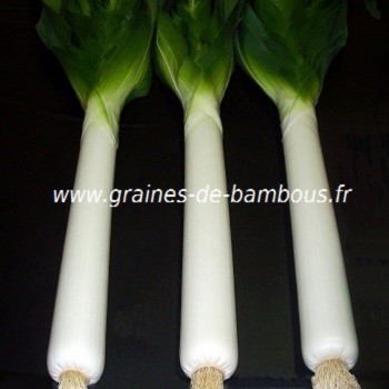 Poireau geant de suisse graines