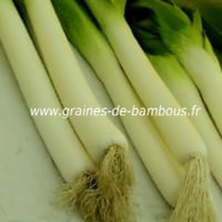 Poireau suisse geant