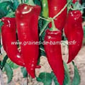 Poivron corne de taureau rouge capsicum annum graines