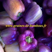 Poivron oda violet graines
