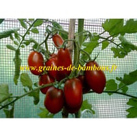 Prune noire graines de tomate