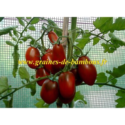 Prune noire graines de tomate