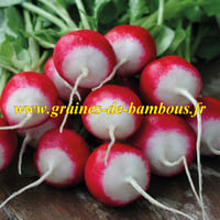 Radis bicolore gaudry