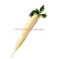 Radis daikon