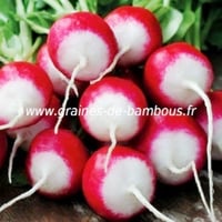Radis gaudry 2 graines