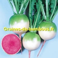 Radis red meat graines