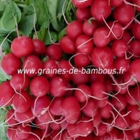 Radis rond rouge saxa 2 graines