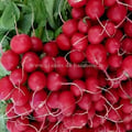 Radis rouge saxa