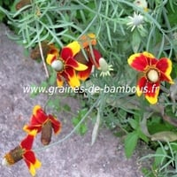 Ratibida rouge chapeau mexicain