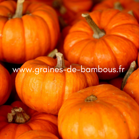 Recolte courge mature