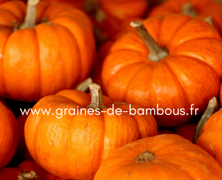 Recolte courge mature