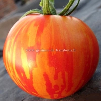 Red zebra graines de tomate