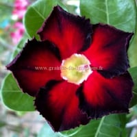 Rose du desert
