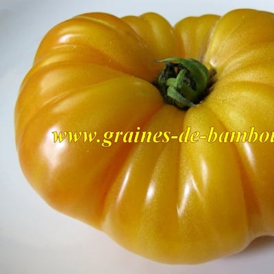 Semences de tomate ananas