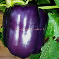 Semences poivron purple beauty