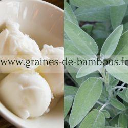 Sorbet sauge 1