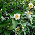 Theier camellia sinensis arbre a the graines