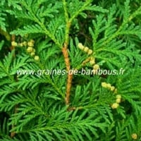Thuya orientalis a feuilles plates graines
