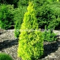 Thuya orientalis aurea