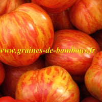 Tigerella ou tigrella tomate bicolore