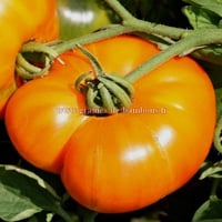Tomate amana orange graines