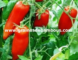 tomate-andine-cornue-site-www-grainesdebambous-com.jpg