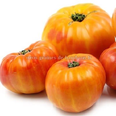 Tomate arc en ciel
