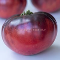 Tomate blue beauty indigo