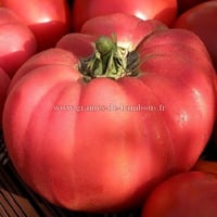 Tomate brandywine rose