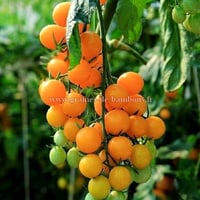 Tomate cerise figiel