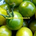 Tomate cerise green grape