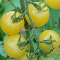 Tomate cerise lemon drop