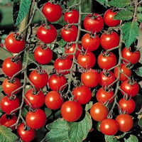 Tomate cerise ronde red cherry