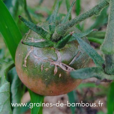 Tomate eclatee sur la plante