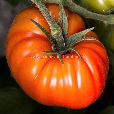 Tomate geante d orenbourg
