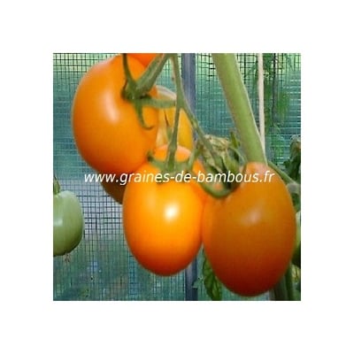 Tomate golden jubilee graines de bambous eu
