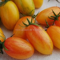 Tomate graines blush tiger