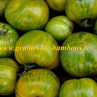 Tomate green zebra graines