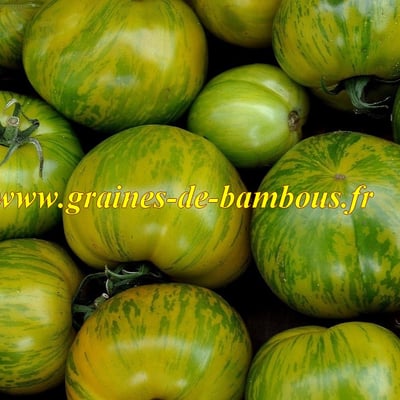 Tomate green zebra graines