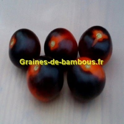 Tomate indigo rose graines non traitees