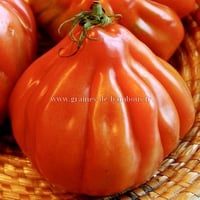 Tomate liguria semences