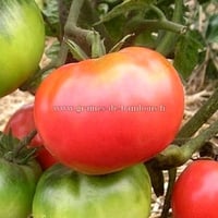 Tomate olena ukrainian graines