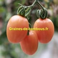 Tomate pink thai graines de tomate rose