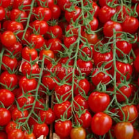 Tomate pokusa