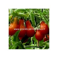 Tomate red pear poire rouge