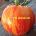 Tomate striee red zebra graines