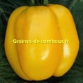 Tomate yellow stuffer graines de tomate non traitees